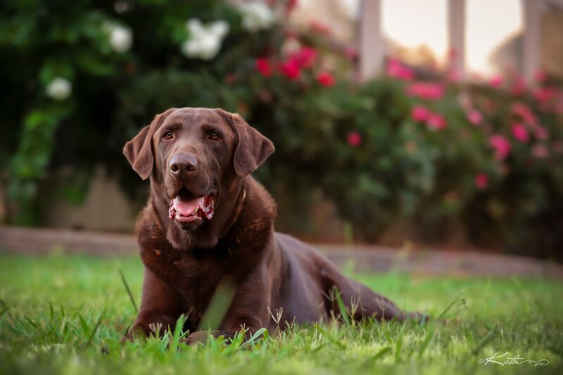 Brown Labrador Dog — Green, Calm, Afternoon