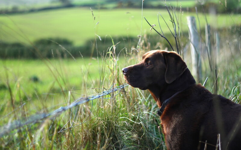 Brown Labrador Dog — Green, Calm