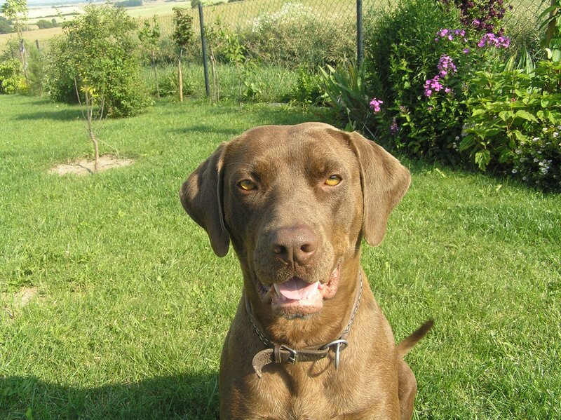 Brown Labrador Dog — Green