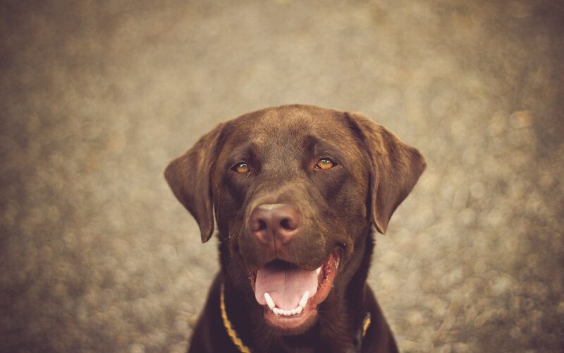 brown labrador dog portrait