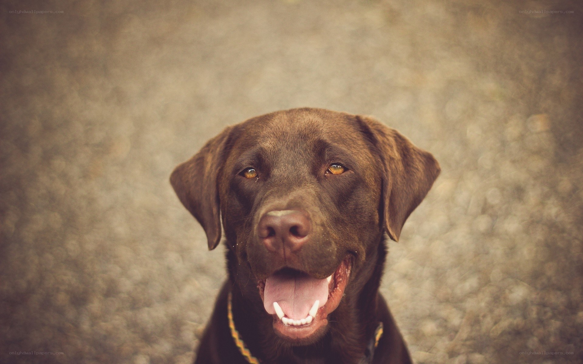 brown labrador dog portrait