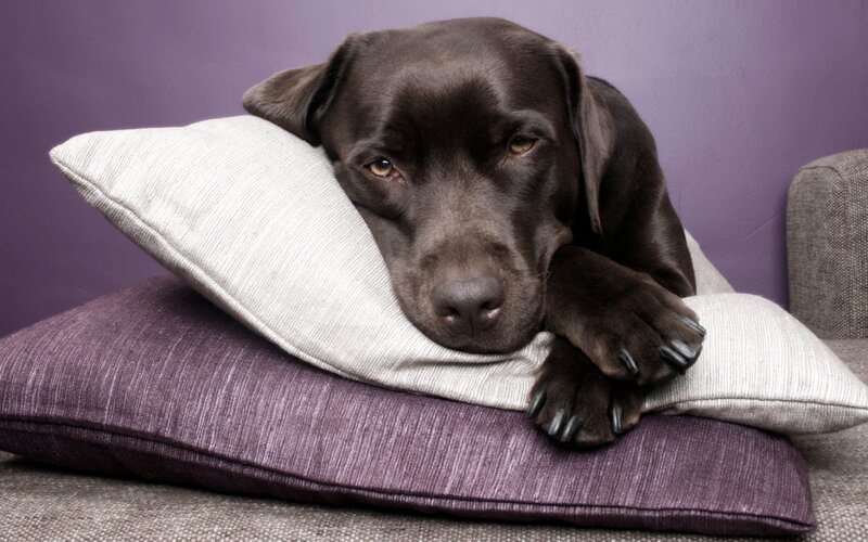 Brown Labrador Dog — Purple, Calm, Photograph, Pillow