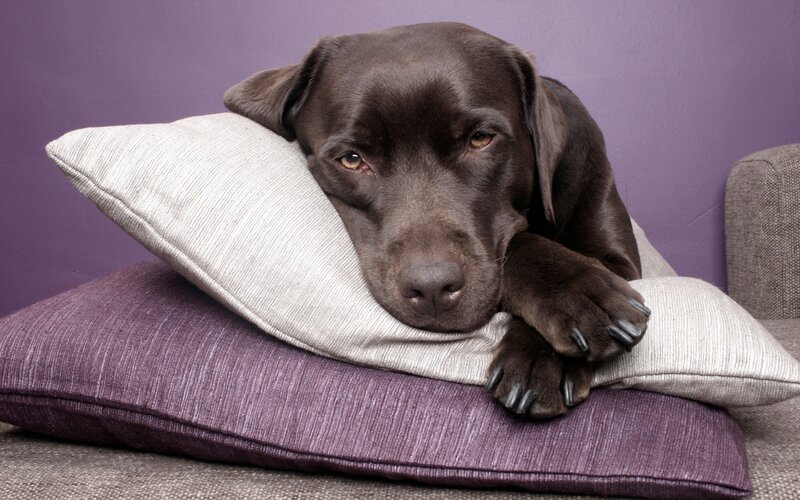 Brown Labrador Dog — Purple, Calm, Photograph