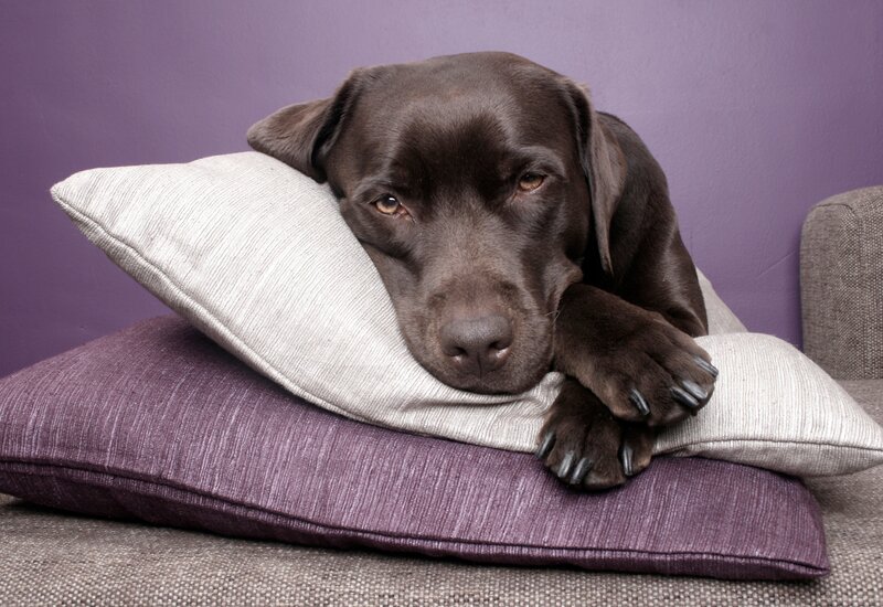 Brown Labrador Dog — Purple, Calm