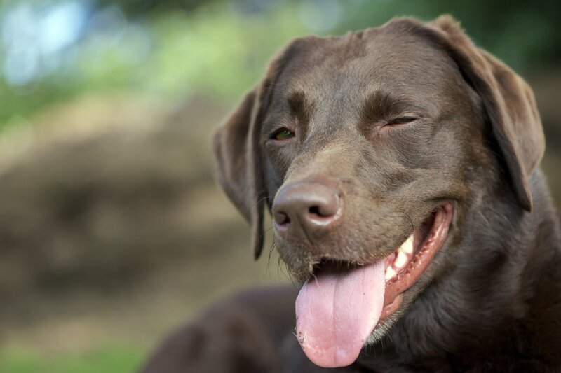 Brown Labrador Dog — Relaxed