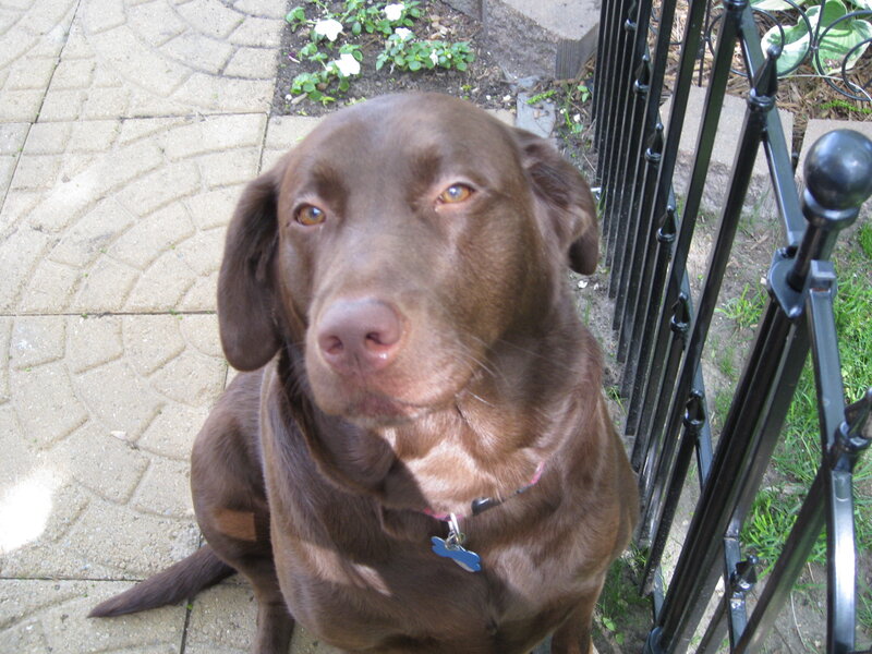 brown labrador dog sitting