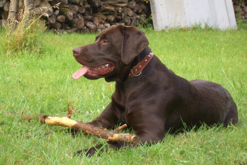 Brown Labrador Dog