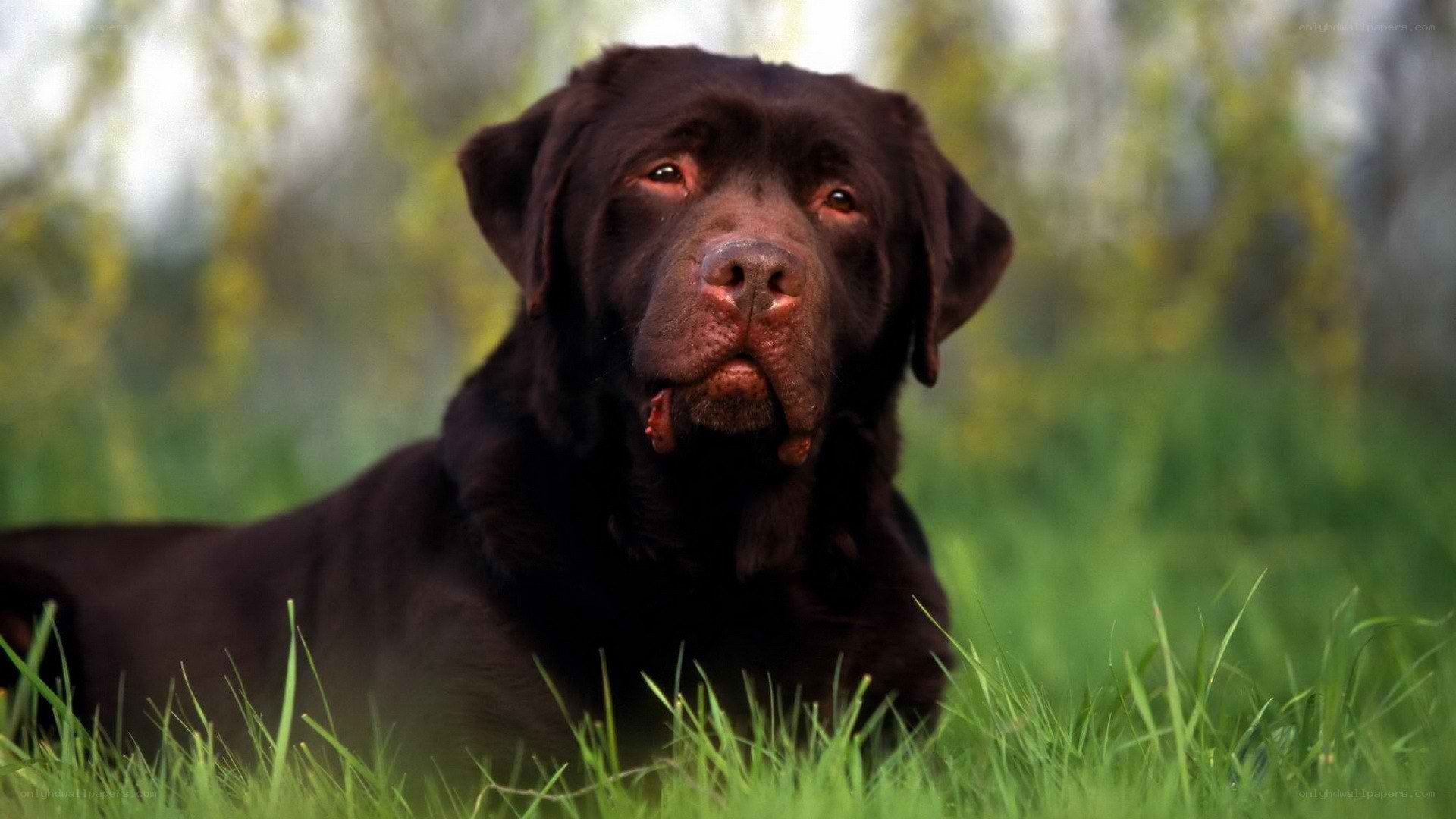 brown labrador in grass