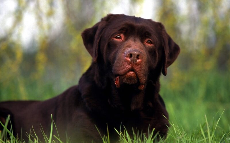 brown labrador in grass
