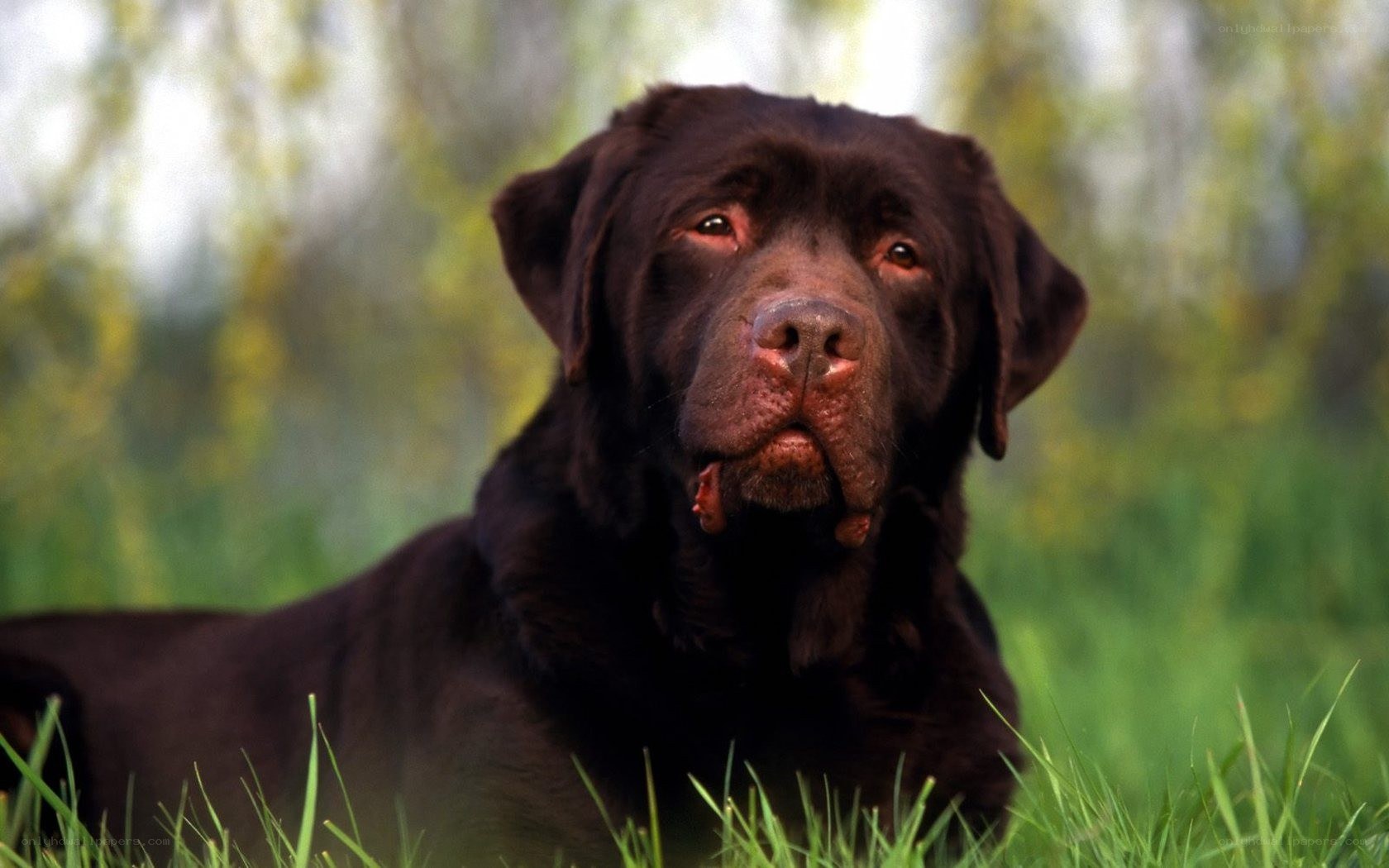 brown labrador in grass