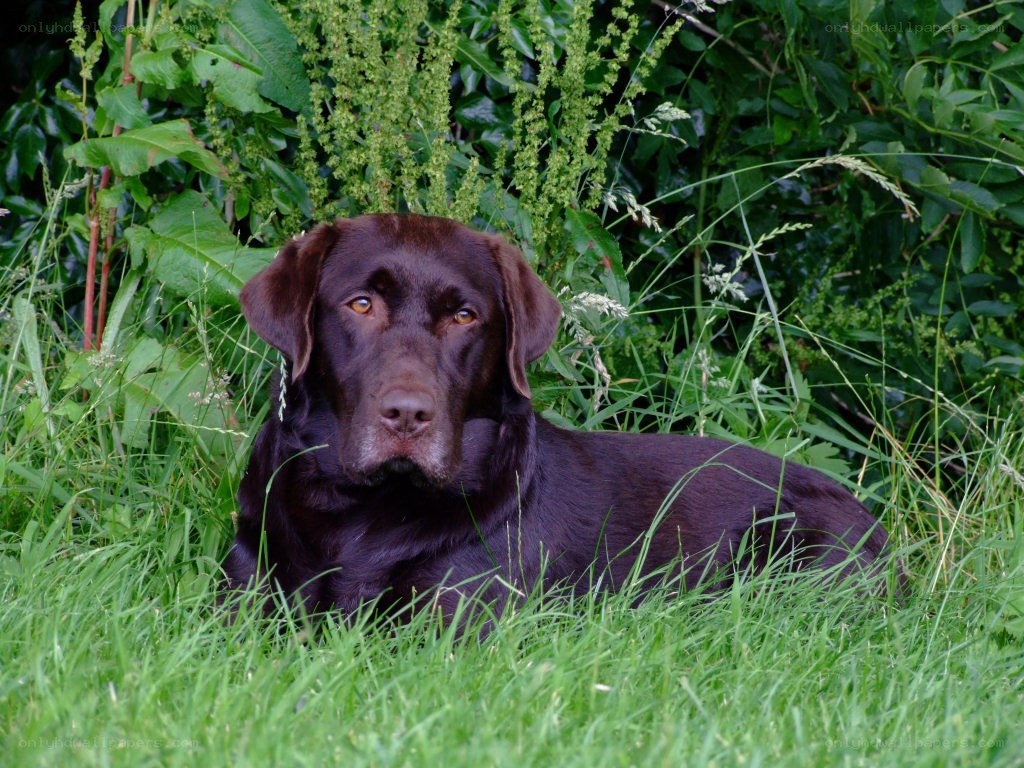 brown labrador in grass