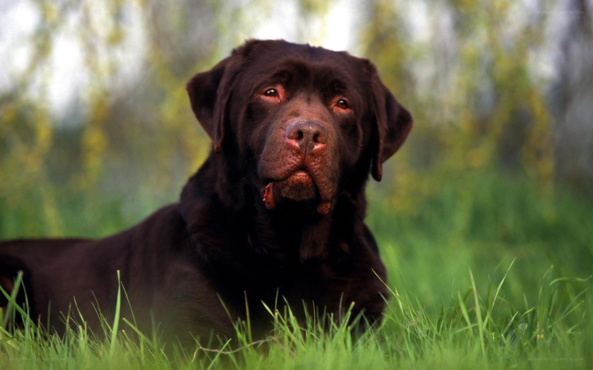 brown labrador in grass