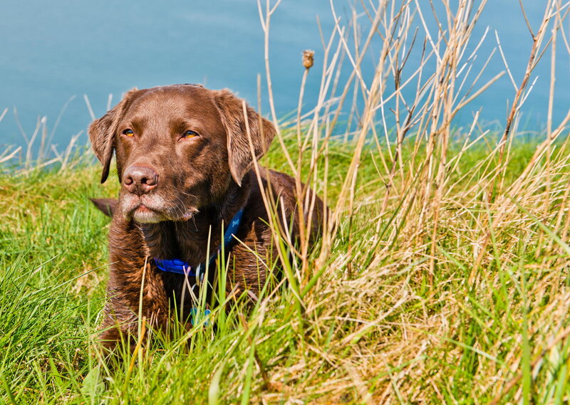 Brown Labrador in Grass — Green