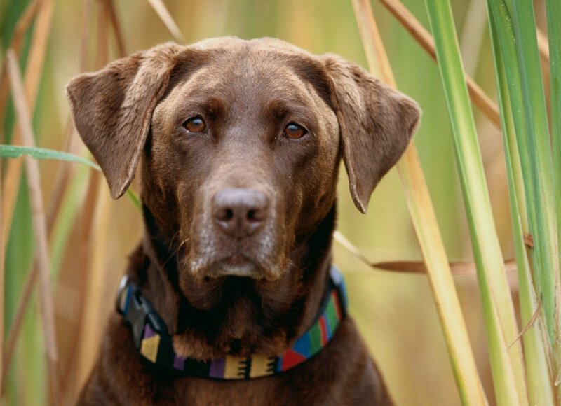brown labrador in reeds