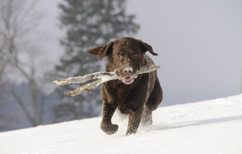 Brown Labrador in Snow