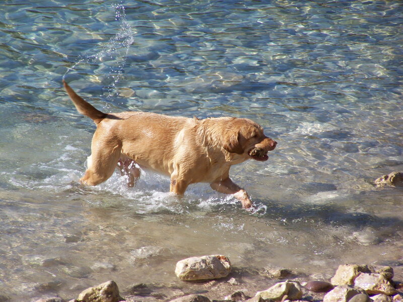 Brown Labrador in Water