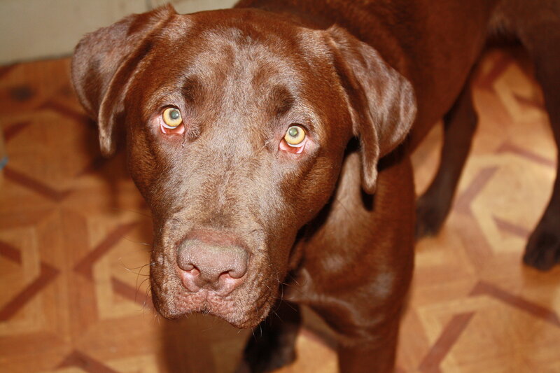 brown labrador looking up