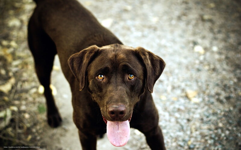 brown labrador looking up