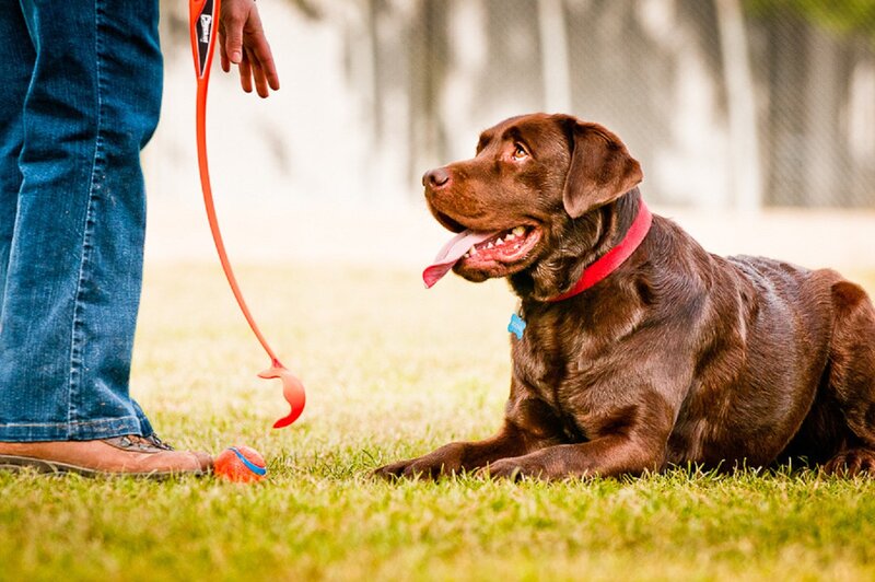 Brown Labrador on Grass — Green