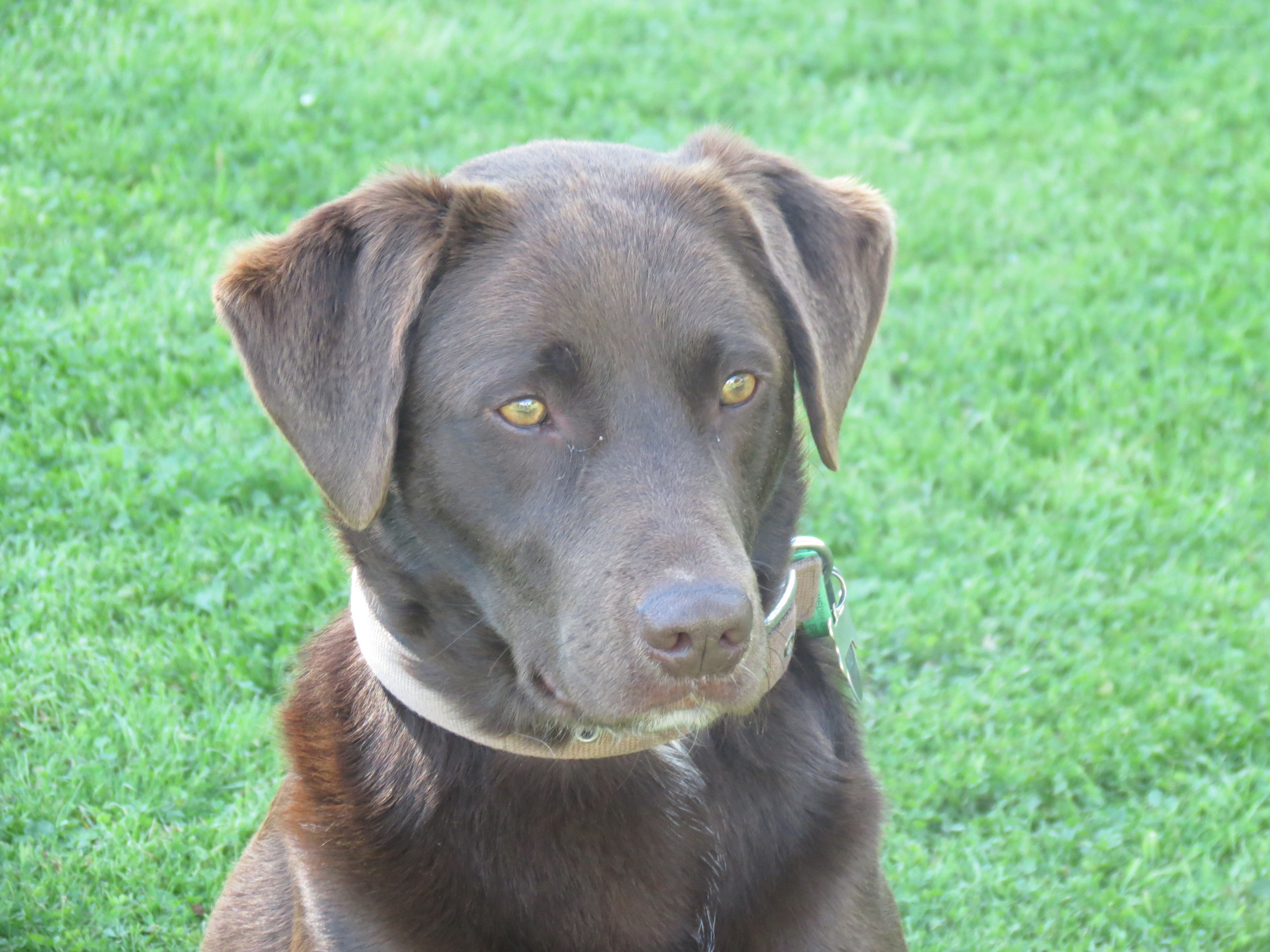 brown labrador on grass
