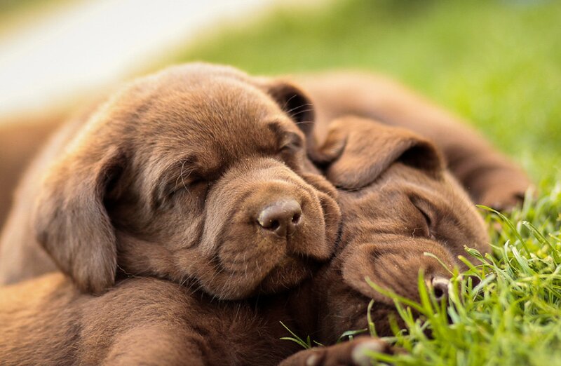 Brown Labrador Puppies