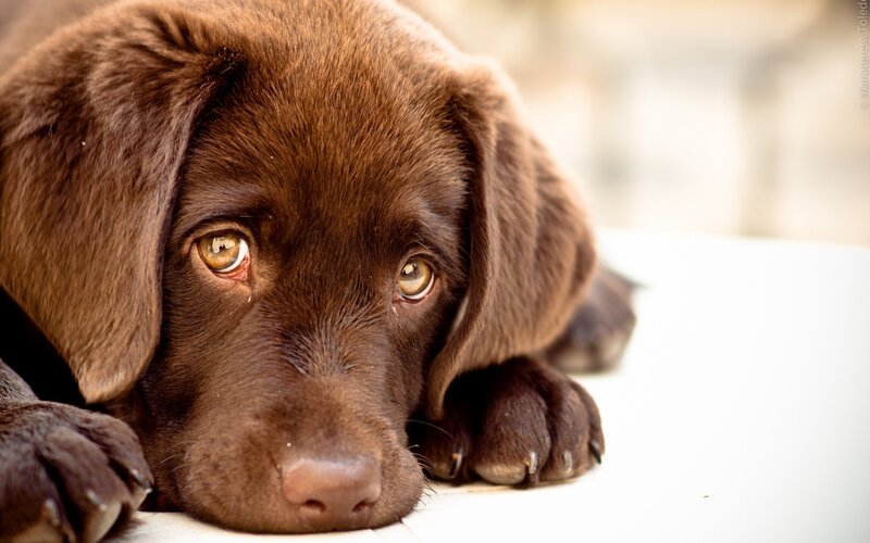 brown labrador puppy