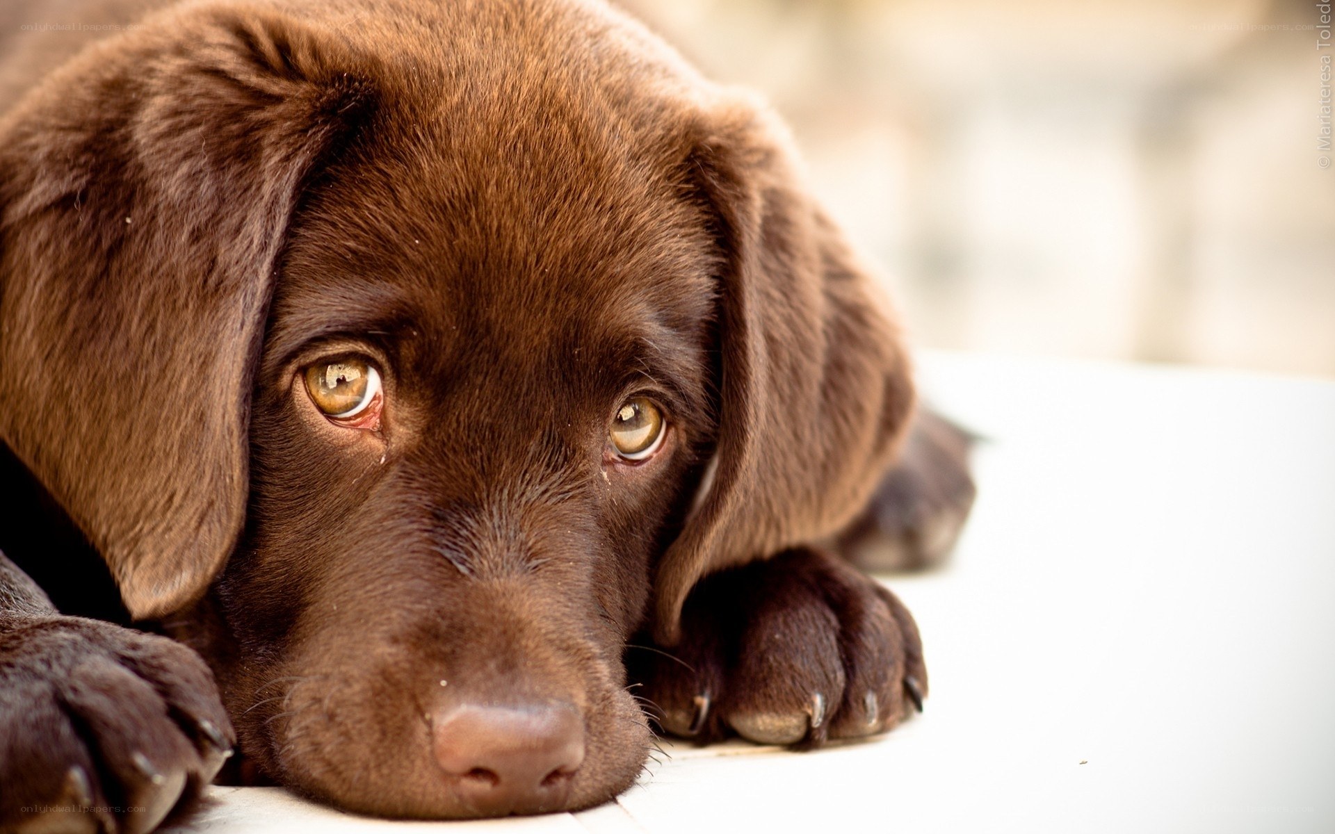 brown labrador puppy