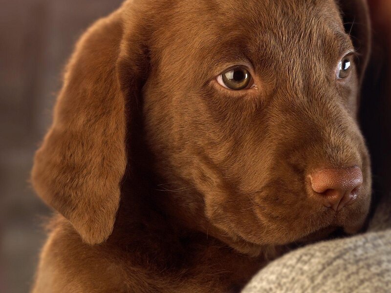 brown labrador puppy