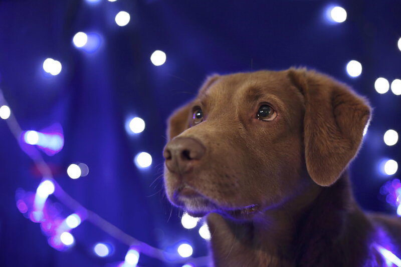 Brown Labrador Puppy — Blue