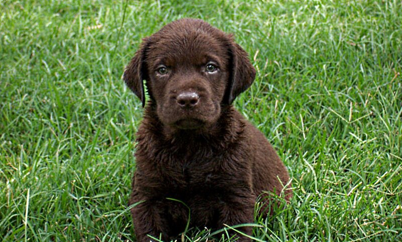 Brown Labrador Puppy — Calm, Afternoon