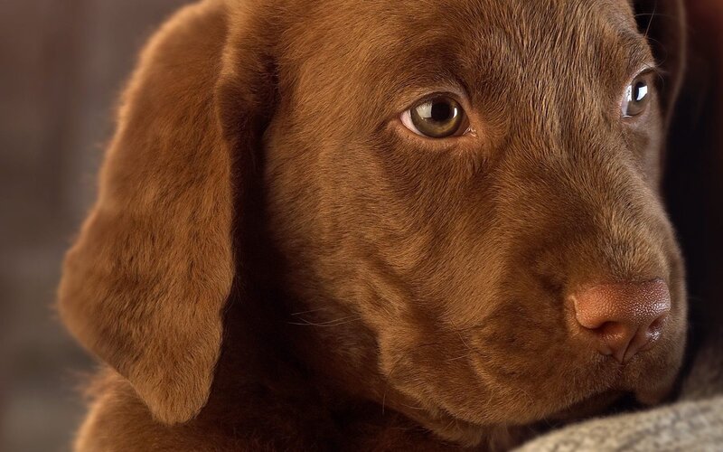 Brown Labrador Puppy — Calm, Photograph, Dog, Nose, Tan