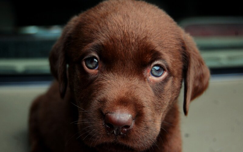 Brown Labrador Puppy — Calm, Photograph, Eyes