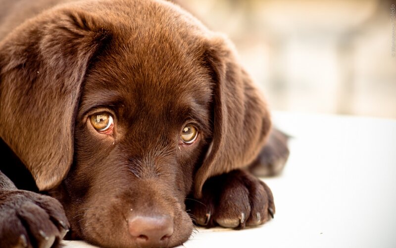 Brown Labrador Puppy — Calm, Photograph, Paws