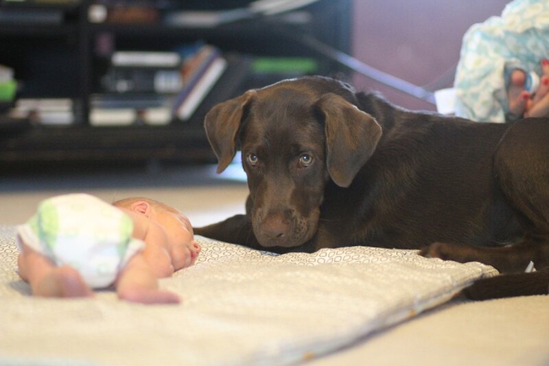 Brown Labrador Puppy — Calm, Photograph