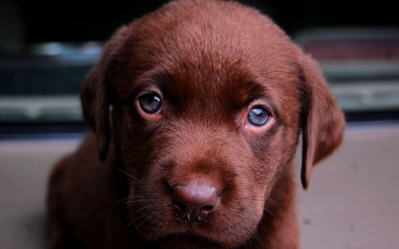 Brown Labrador Puppy — Calm