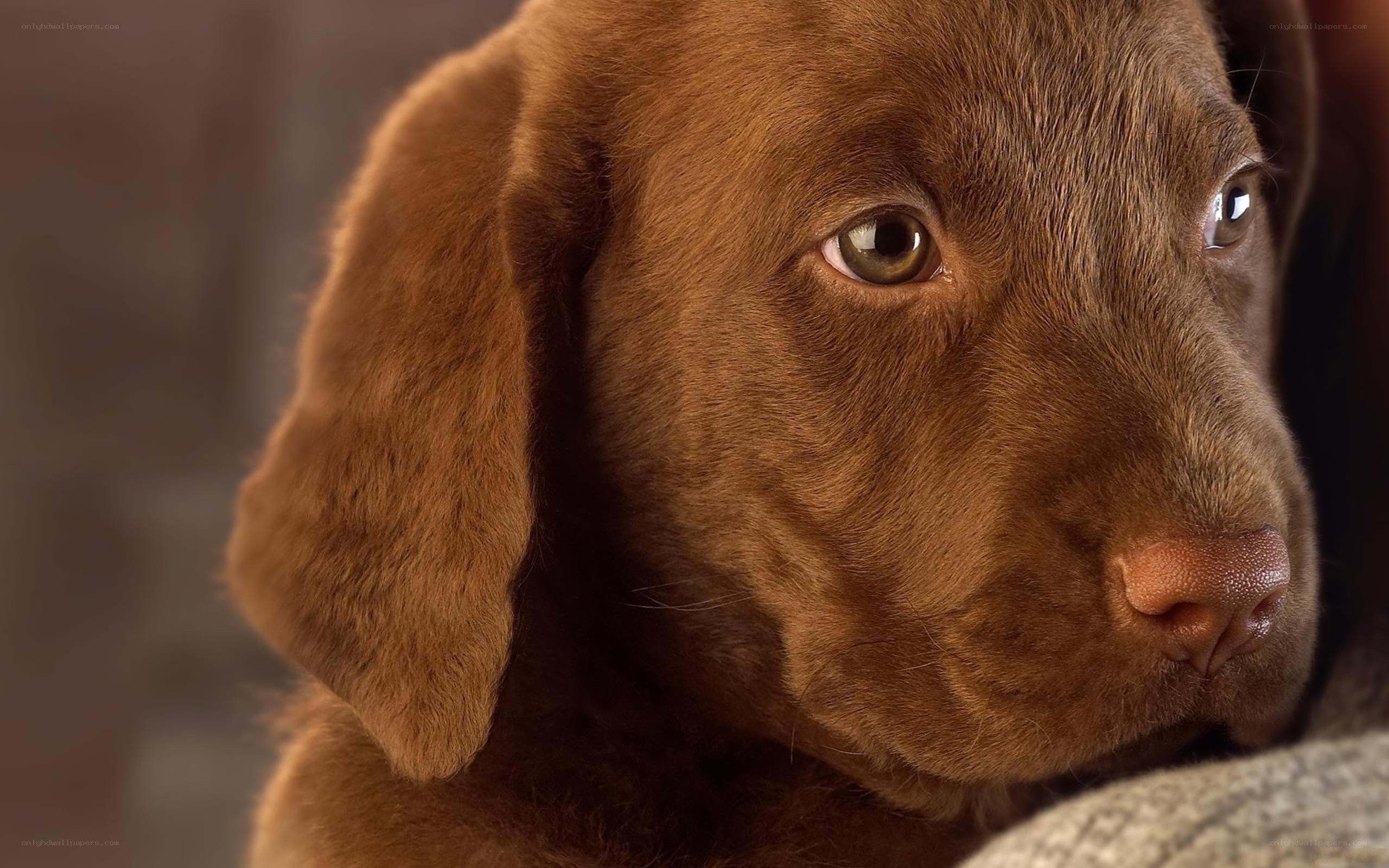 brown labrador puppy close-up