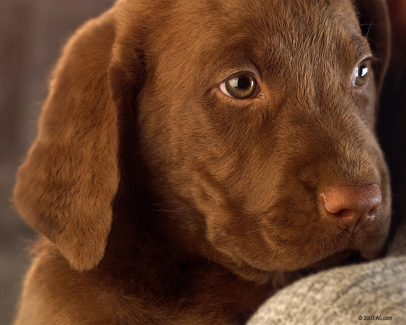 brown labrador puppy close-up