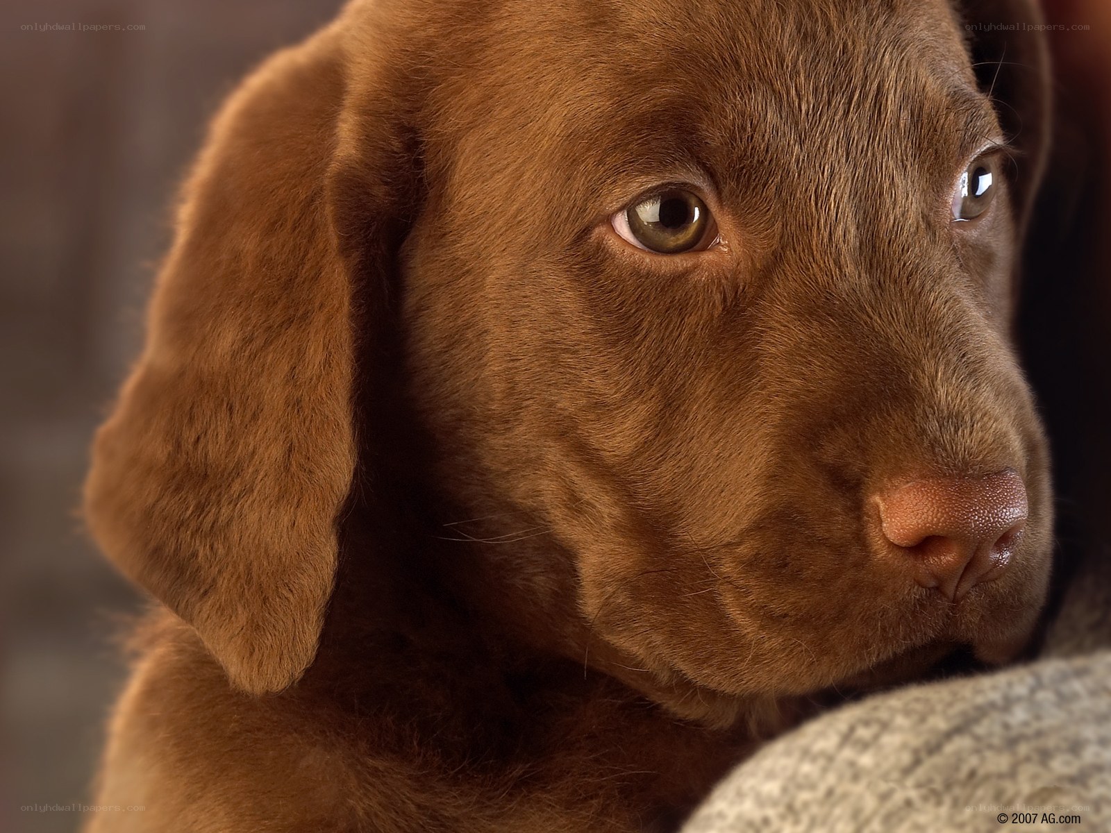 brown labrador puppy close-up