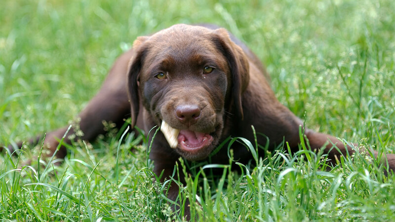 Brown Labrador Puppy — Green