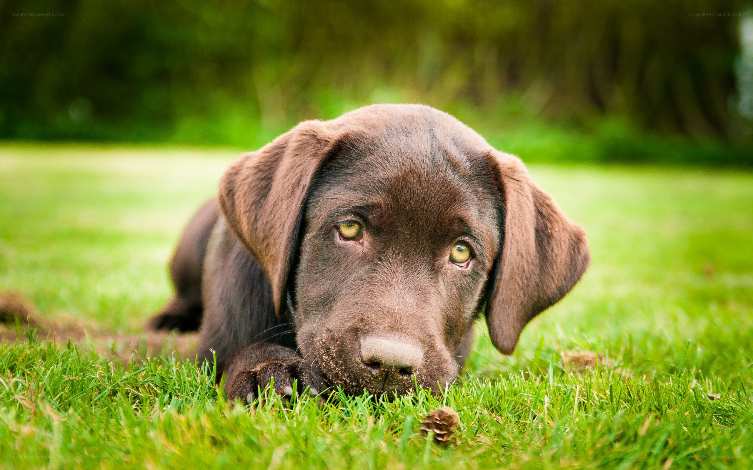 brown labrador puppy on grass