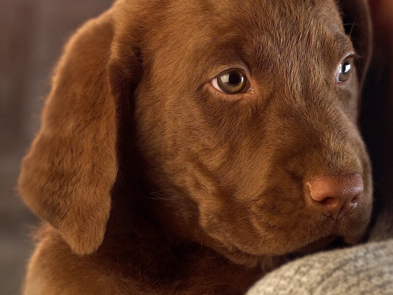 Brown Labrador Puppy — Photograph