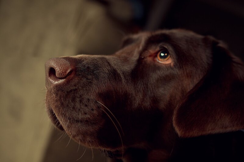 Brown Labrador Retriever — Dramatic