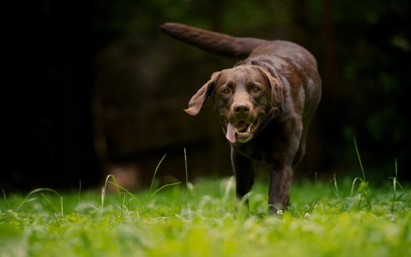 brown labrador running in grass