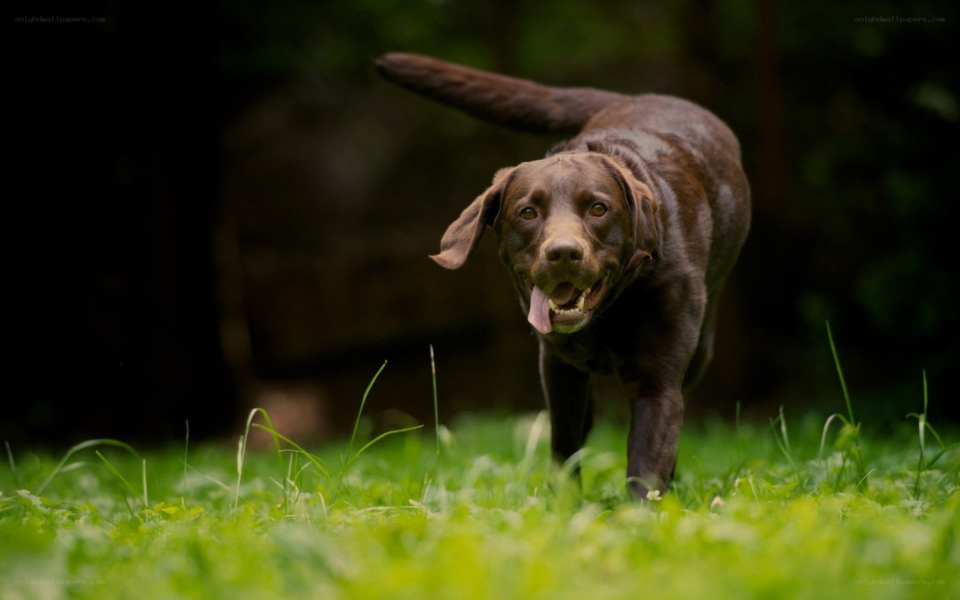 brown labrador running in grass