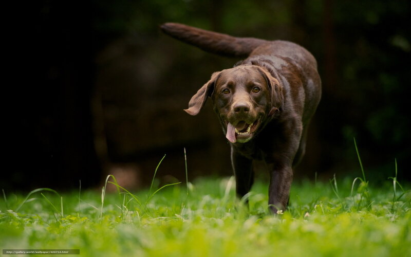 brown labrador running in grass