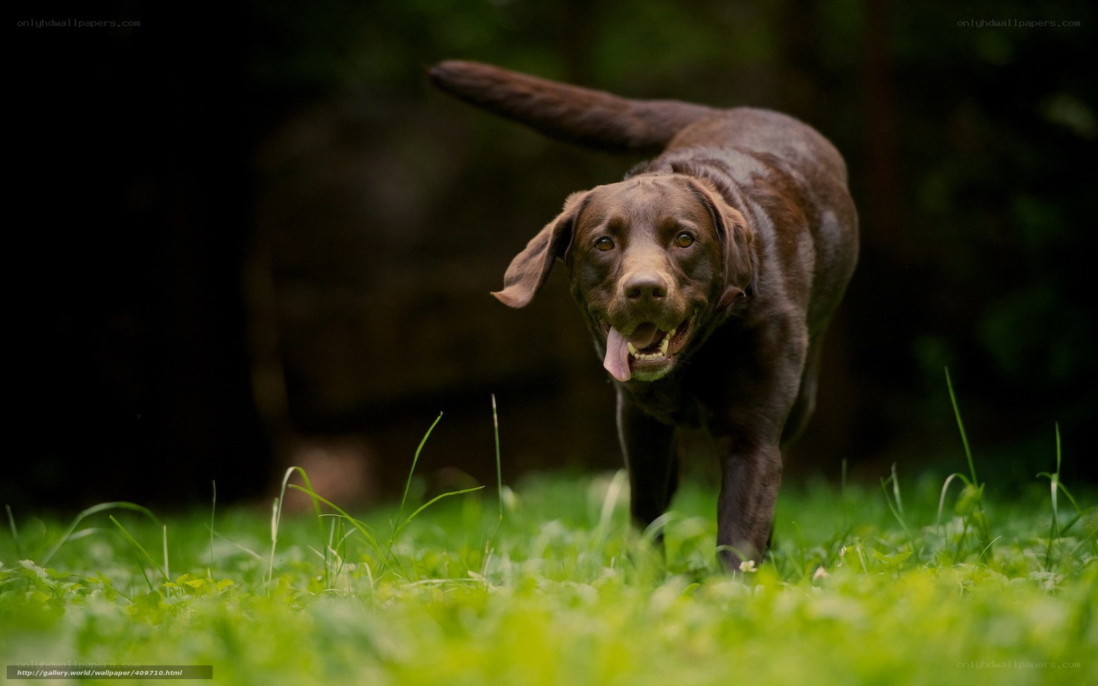 brown labrador running in grass