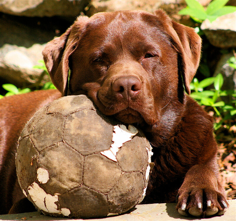 Brown Labrador with Ball