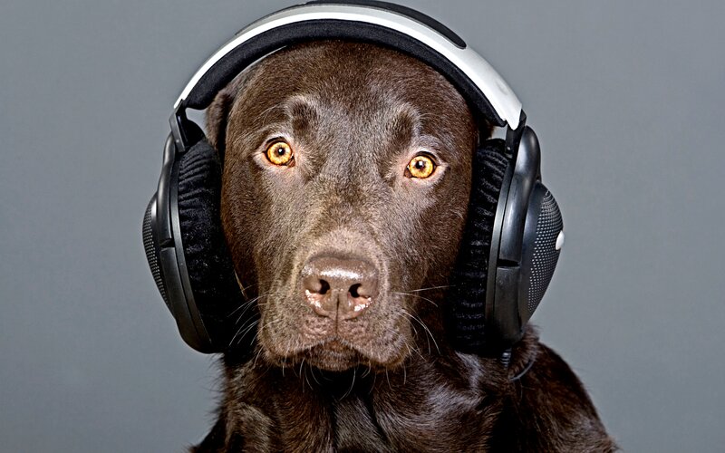 Brown Labrador with Headphones