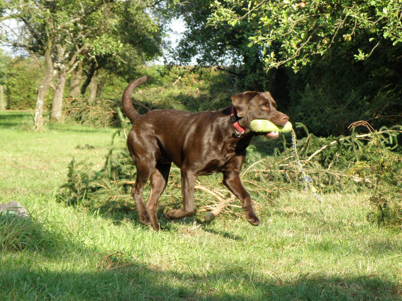 Brown Labrador with Tennis Ball