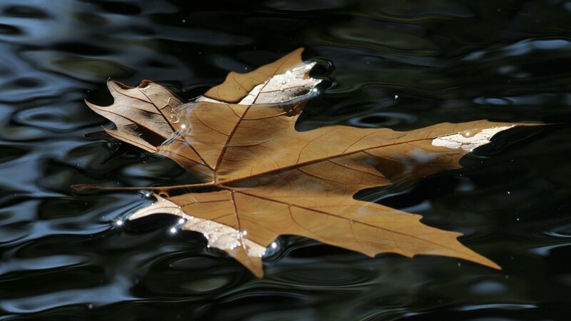 Brown Leaf Floating on Water — Serene